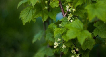 Jak se správně starat o rybíz na jaře?